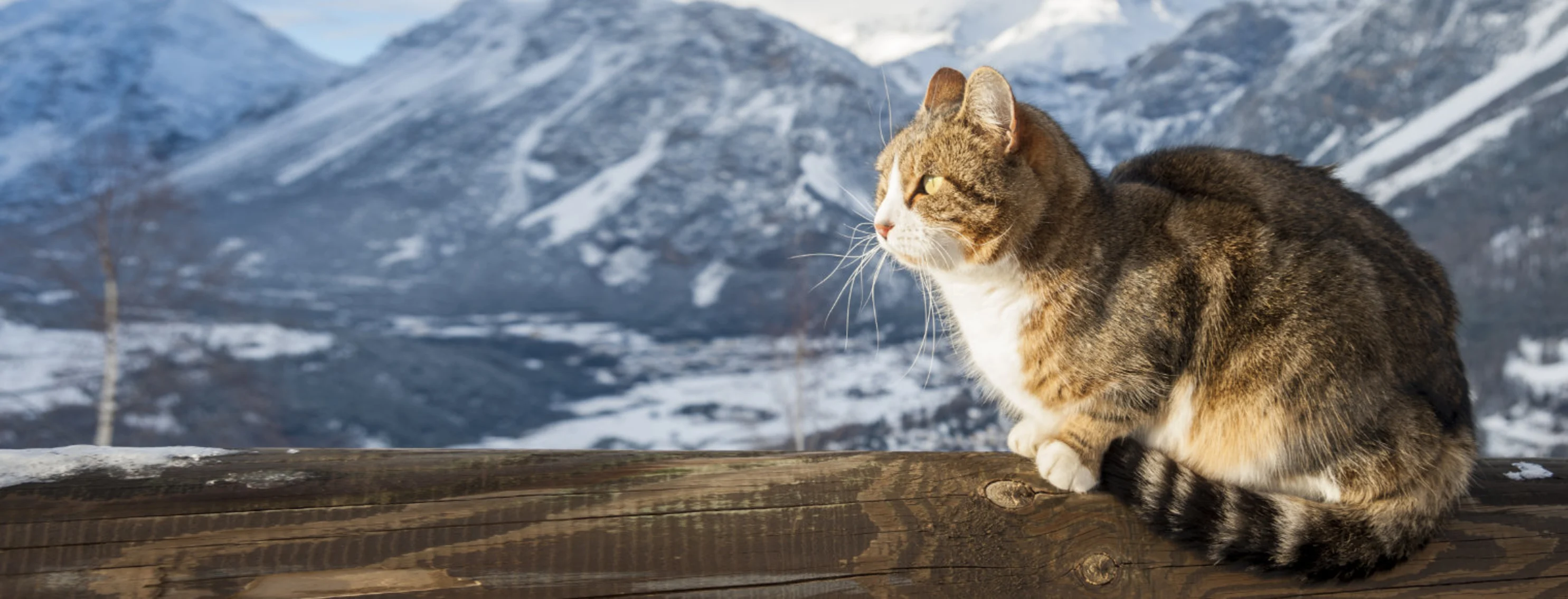 A cat looking to the left with snowy mountains in the background